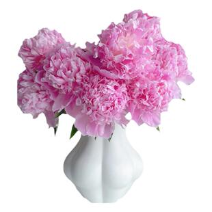 山东芍药鲜切花粉莎拉芍药鲜花云南直发水培插花牡丹花重瓣花束