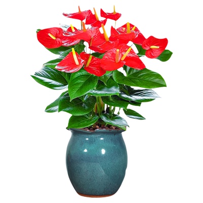 大花红掌办公室绿植旺财旺运