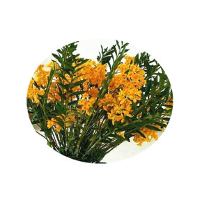 四川夹江叠鞘黄橙石斛大小丛苗赤水金钗石斛霍山铁皮盆栽兰洋兰花