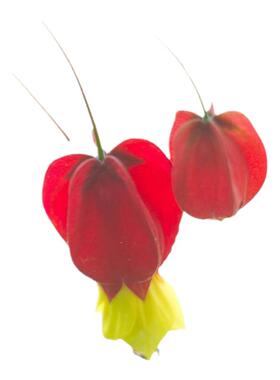 藤本花卉蔓性悬风铃花红灯笼花盆栽藤蔓植物庭院阳台爬藤四季开花