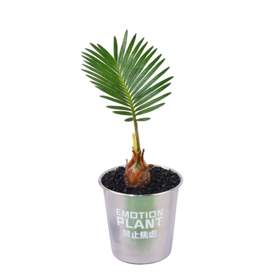 创意好养铁树办公室桌面盆栽