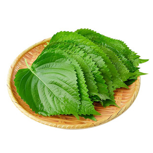 东北产紫苏叶顺丰包邮苏子叶紫色绿叶苏子叶送货上门鲜叶好吃直发