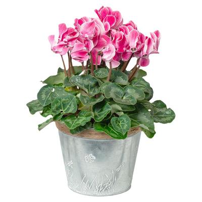 仙客来盆栽花苗带花发货