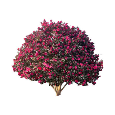 茶梅盆栽四季山茶花苗盆景易活