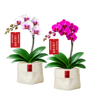 兰花蝴蝶兰花卉盆栽香奈儿带花箭高级感绿植盆景室内客厅阳台桌面