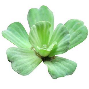 浮萍水草植物鱼缸造景水培植物和鱼共养冒泡一叶莲水芙蓉水葫芦