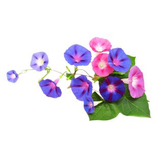 牵牛花种孑喇叭花爬藤宿根大牵牛花籽院子护栏马路边好活藤本种子