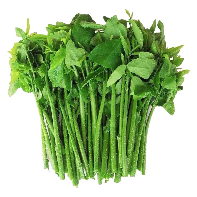广西新鲜树仔菜天绿香甜菜