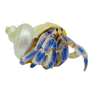 陆生寄居蟹宠物活物淡水草莓短腕紫陆灰白深紫观赏蟹活体懒人宠物