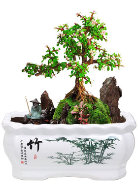长方形花盆陶瓷创意清仓特价绿萝