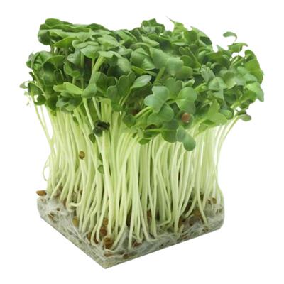 四季速生七天可吃萝卜苗萝卜菜娃娃菜种子阳台水培菜有机芽苗种籽