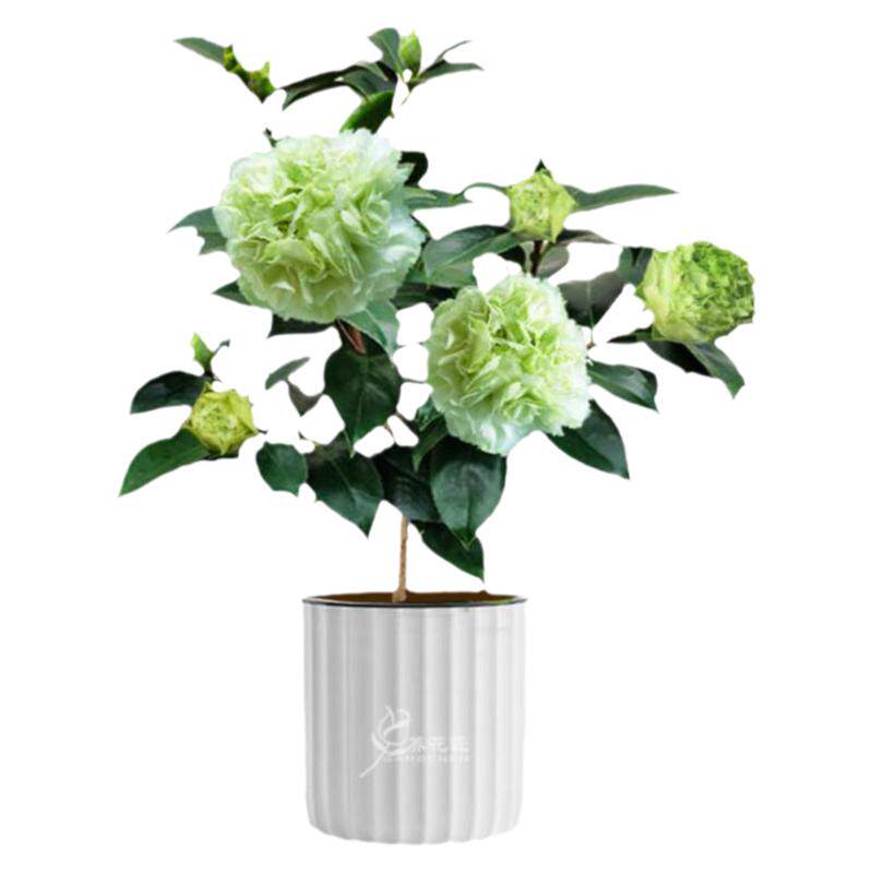 山茶花盆栽绿可娜带花苞品种保证