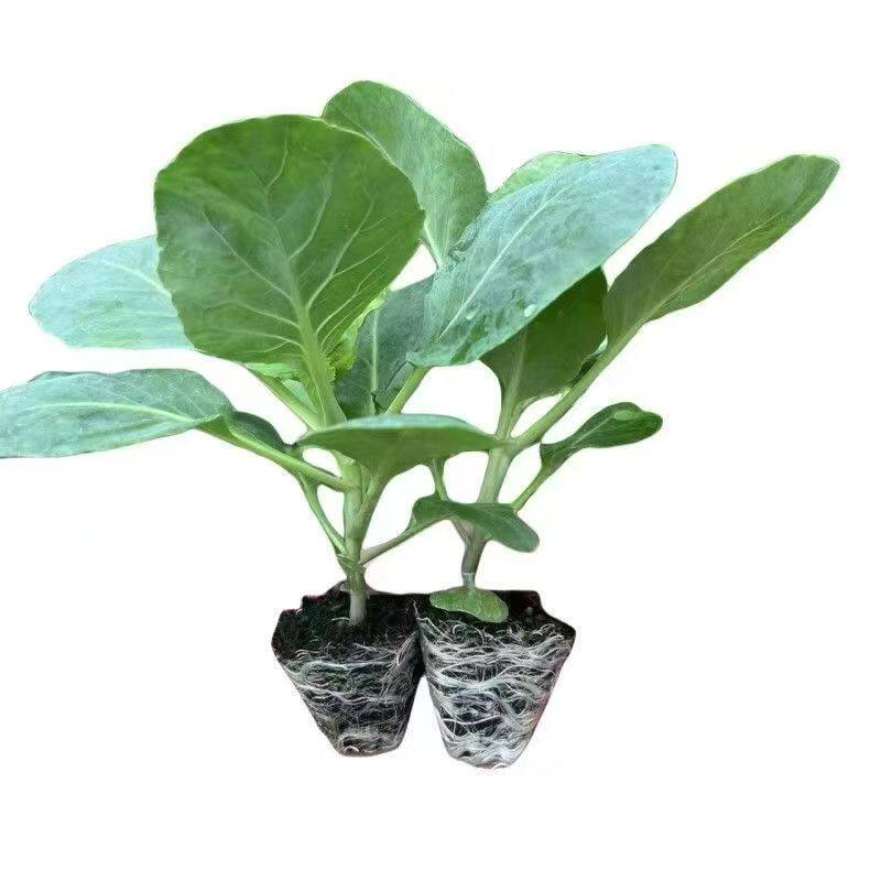 西兰花苔大白菜苔秋冬带土秧苗