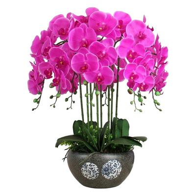 蝴蝶兰花苗四季盆栽室内