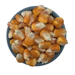 2025年苞米干玉米粒打窝钓鱼玉米籽鸽子鸡鸭鸟宠物饲料鸽粮50斤装