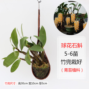 铁皮 金钗 鼓槌 球花石斛栽好空气品 促石斛带竹兜种好 竹叶 玫瑰