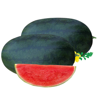 黑皮黑美人西瓜种子种籽子苗秧南方孑麒麟嫁接无籽菜苗蔬菜秧苗