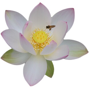 【潇湘妃子】碗莲乌托邦-小型/微型水培盆栽窗台阳台观赏荷花种藕