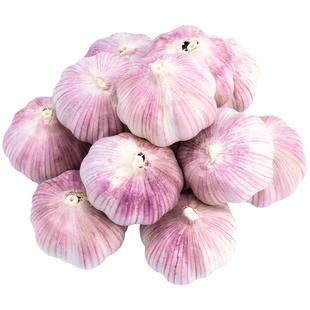 金乡大蒜5斤新鲜干大蒜头5斤装蒜籽2025当季蔬菜批发紫皮特大果