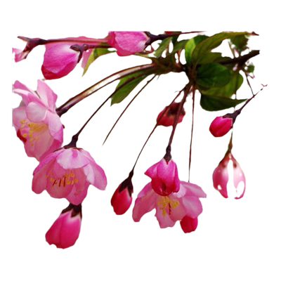 垂丝西府北美海棠花树苗耐寒花卉