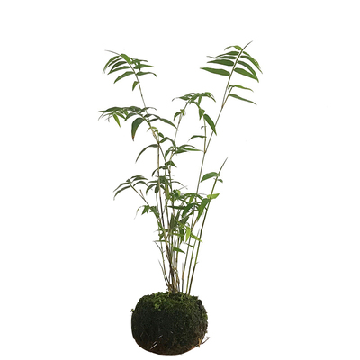 袖珍迷你竹子桌面盆栽植物