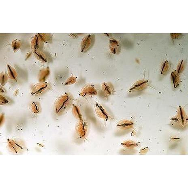 水蚤种可繁殖养殖繁殖干净无菌高蛋白幼鱼鱼苗的开口活饲料草履虫