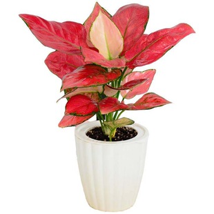 吉利红盆栽水培如意皇后大棵植物花苗万年红室内养办公桌花卉绿植