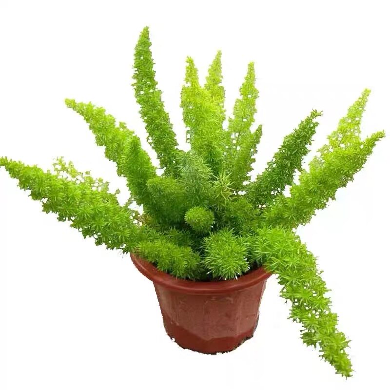 庭院四季地被植物暴晒狐尾天门冬