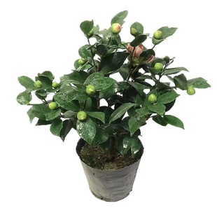 美国浓香巨型克瑞墨大牡丹茶花盆栽带花苞绿植木本的花卉植物庭院