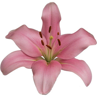 春百合种球进口多品种四季阳台庭院花园百合花种籽球根多年预售