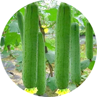 丝瓜种籽子春季南方种植特长香肉丝瓜种孑阳台庭院盆栽蔬菜苗秧苗