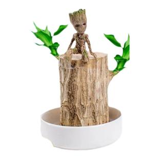 巴西木格鲁特幸运木开花水养绿植室内盆栽带芽发货小树人水培植物