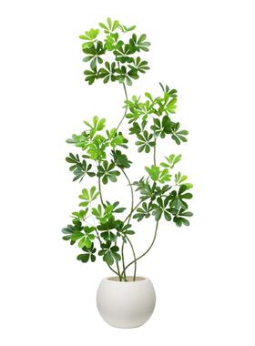 仿真绿植鸭脚木室内橱窗客厅高端