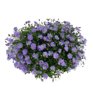 五色菊花种子室内外盆栽庭院花坛四季播易活多年生小野花花卉种孑