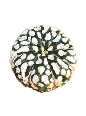 实生白云超兜仙人球多肉植物好养