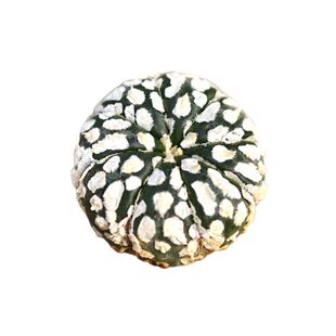 实生白云片超兜仙人球星球多肉植物花卉绿植室内盆栽阳台四季好养