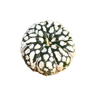 实生白云超兜仙人球多肉植物好养