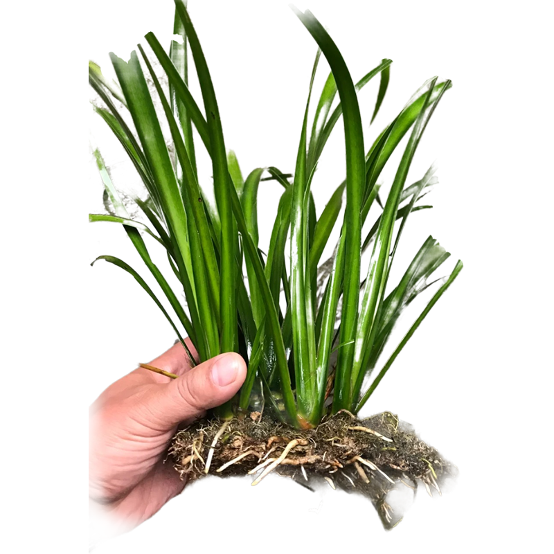 水培石菖蒲鱼池龟缸四季常青