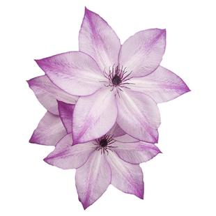 虹越铁线莲苗乌托邦海风市长里昂村庄海风庭院f系耐寒盆栽爬藤花