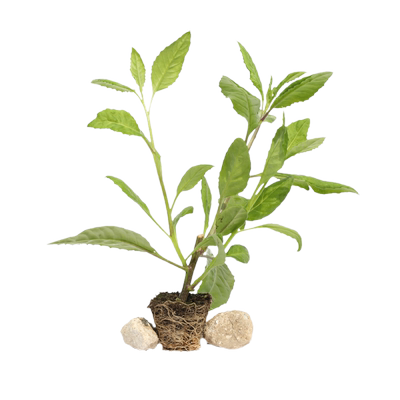 明月草苗四季盆栽白背菜成活率高