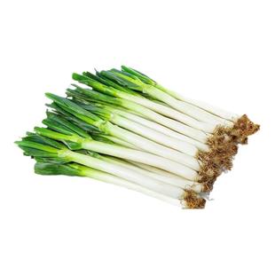 正宗山东大葱铁杆长葱章丘大葱新鲜脆甜香葱头应季蔬菜蘸酱可生吃