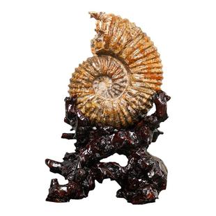 天然玉螺摆件装饰 巴普诺夫菊石桌面博古架海洋古生物化石带底座