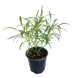 进口金鸡菊'Cosmic Evolution' 多年生耐热 盆栽 切花 庭院植物