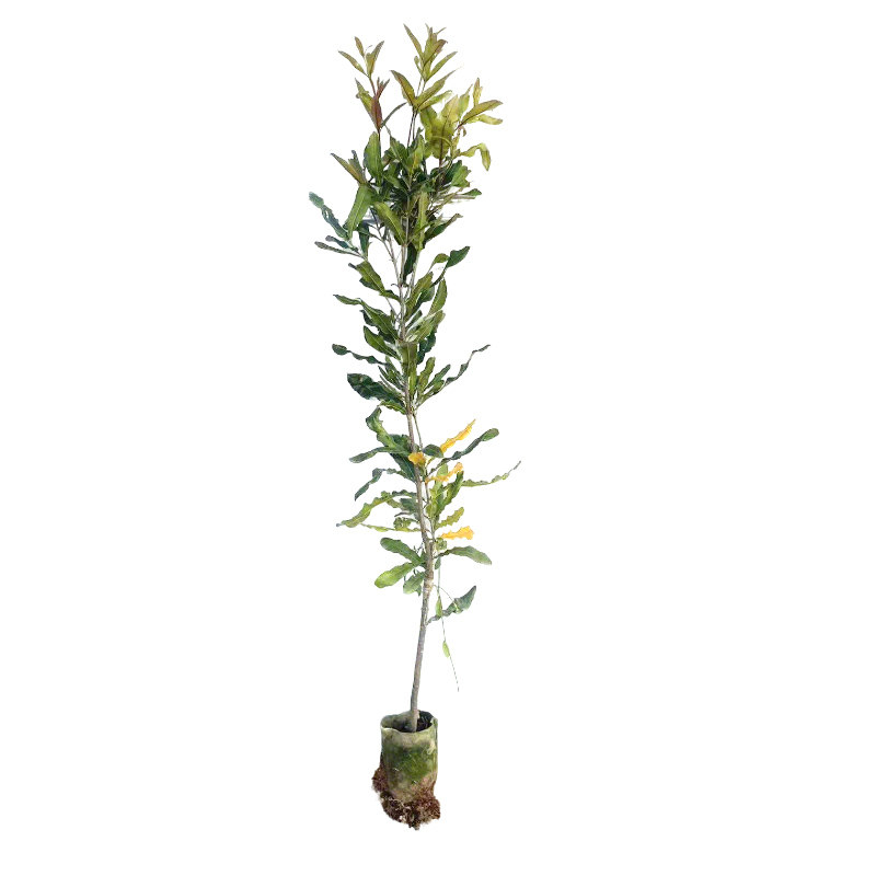 正宗坚果树苗夏威夷果苗嫁接澳洲坚果苗南方种植带土带叶当年结果