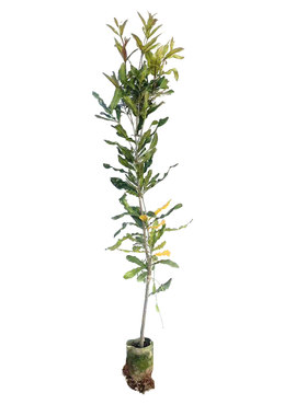正宗坚果树苗夏威夷果苗嫁接澳洲坚果苗南方种植带土带叶当年结果
