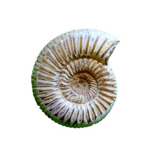 天然古生物奇石观赏石树化石树化石动物昆虫菊石鱼化石标本1706