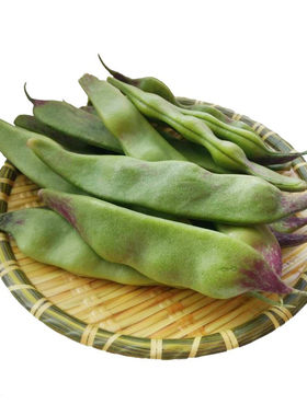 蔬菜东北油豆角大全种籽