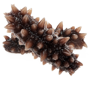 壮元海大连即食海参有机 地标双认证单个装即食海参长海冬参500g