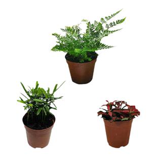 水陆缸造景材料专用生态瓶办公桌绿植防辐射水陆缸植物套餐