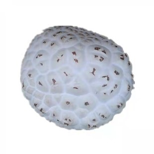 农家自产泌阳大花菇干货6-9公分天白花菇肉厚500g包邮野生菌花菇